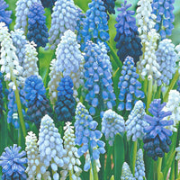 40x Blaue + weiße Trauben Muscari armeniacum blau-weiβ - Bienenfreundliche Blumenzwiebeln