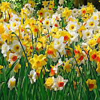 25x Narzissen Narcissus - Mischung 'Rich Garden' gelb-weiβ-orange - Winterhart - Alle Blumenzwiebeln
