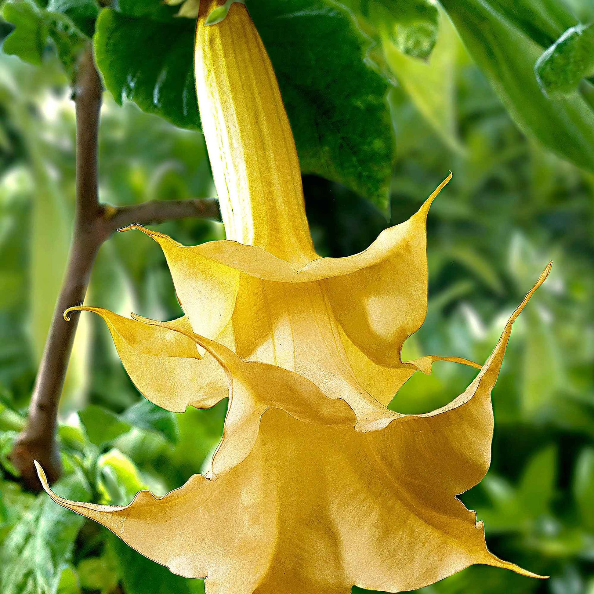 Engelstrompete 'Twinflowers Gold' - Gartenpflanzen