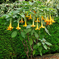 Engelstrompete 'Twinflowers Gold' - Blühende Gartenpflanzen