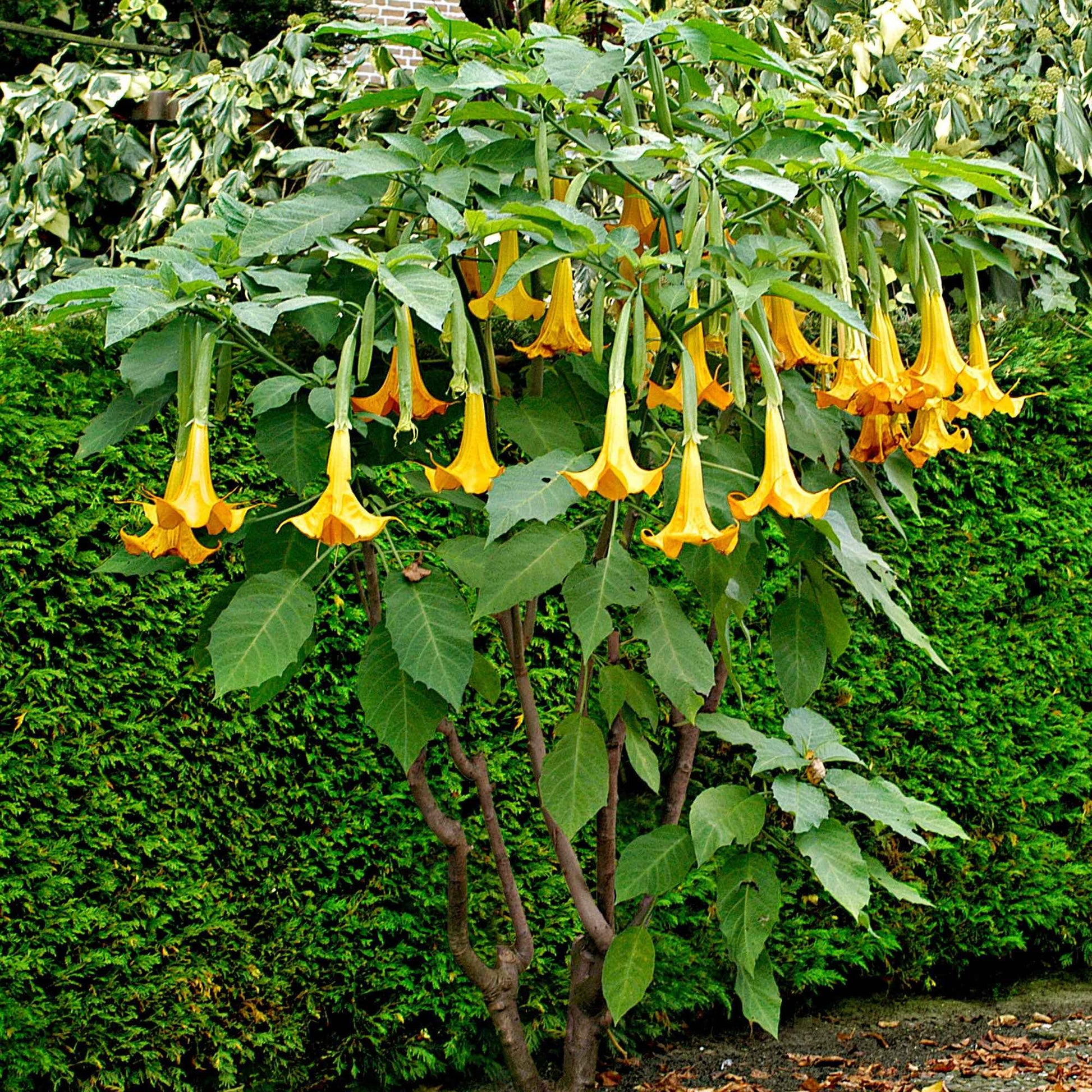 Engelstrompete 'Twinflowers Gold' - Blühende Gartenpflanzen