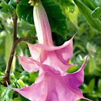 Engelstrompete 'Twinflowers Pink' - Blühende Gartenpflanzen