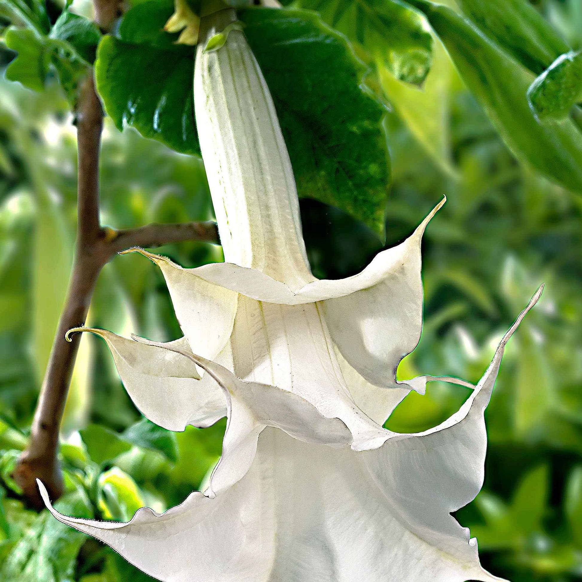 Engelstrompete 'Twinflowers White' - Gartenpflanzen