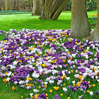50x Großblütler Krokus Crocus grandiflorus - Mischung 'The Happiest' - Alle Blumenzwiebeln