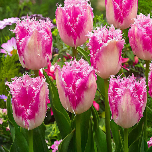 20x Tulpen Tulipa 'Huis ten Bosch' rosa - Alle beliebten Blumenzwiebeln