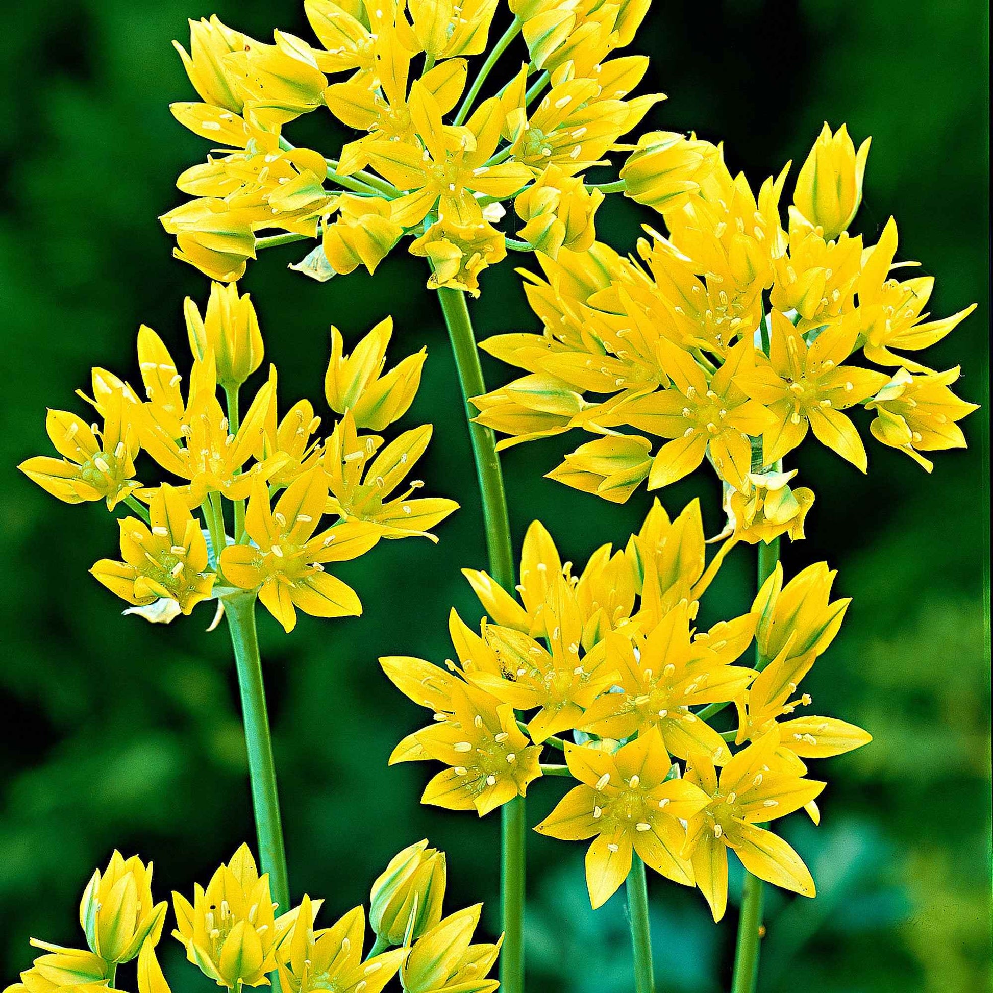 100x Allium moly Gelb - Alle beliebten Blumenzwiebeln