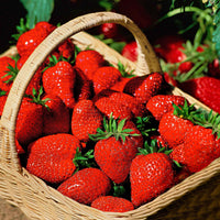 Erdbeere Fragaria x ananassa 'Ostara' Rot - Erdbeeren
