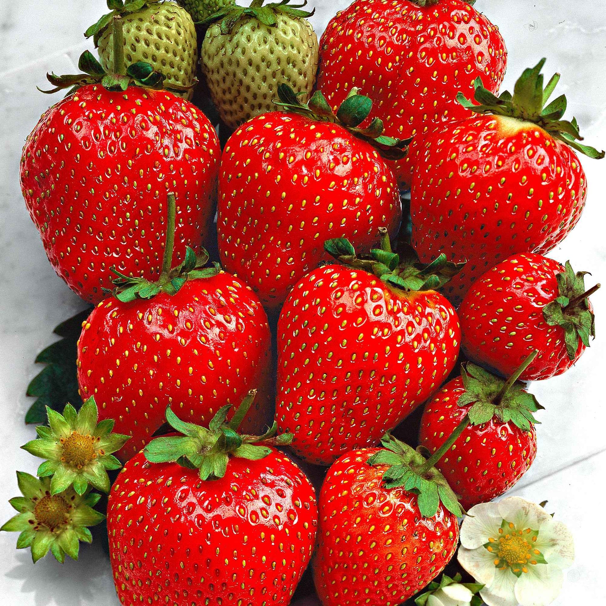 Erdbeere Fragaria x ananassa 'Ostara' Rot - Gemüse für die Terrasse