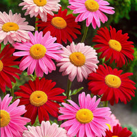 6x Margeritenmischung - Mischung 'Colourful Crown' rot-rosa-weiβ - Winterhart - Pflanzeneigenschaften