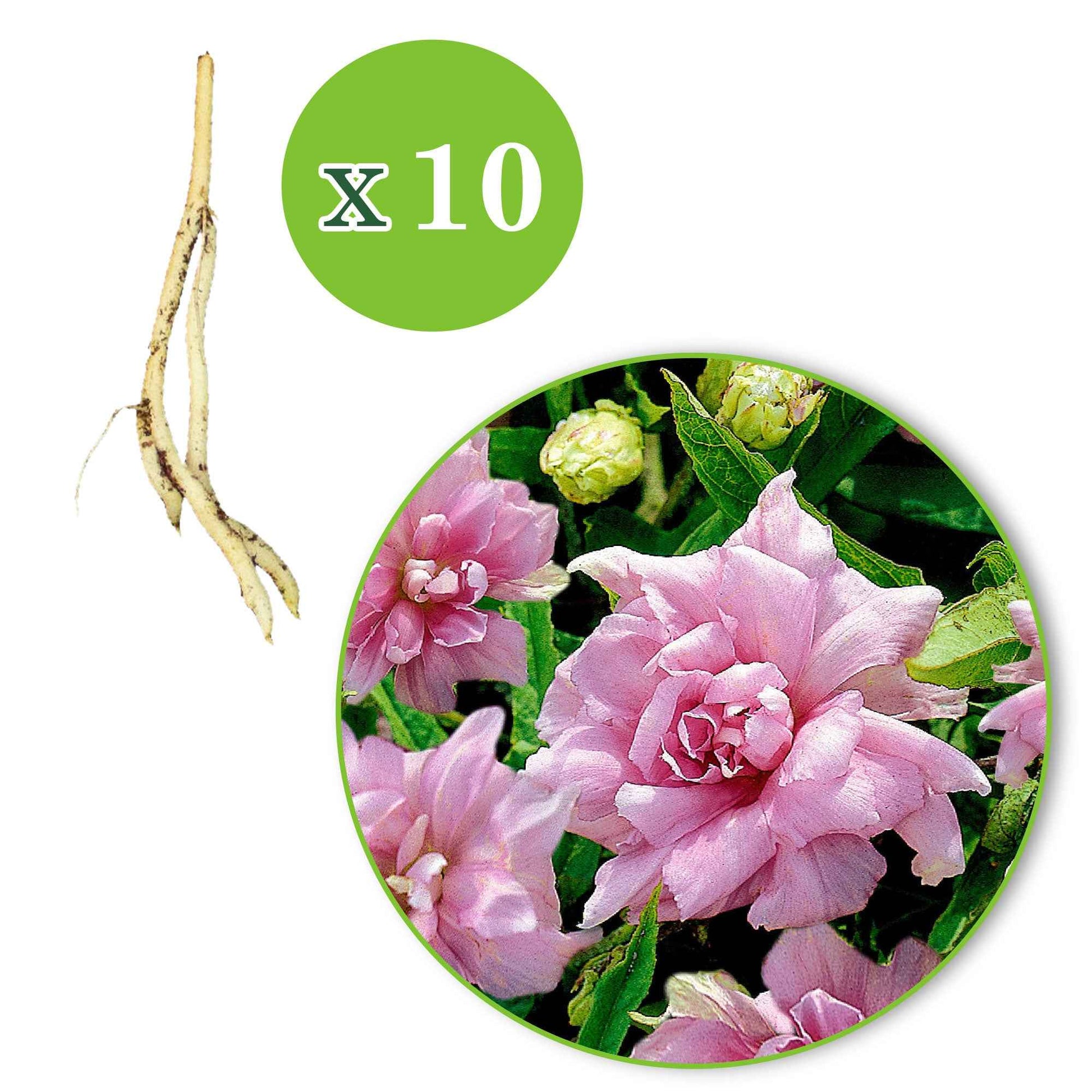 5x Zaunwinde  Calystegia  'Flore Pleno' rosa   - Wurzelnackte Pflanzen - Winterhart - Gartenpflanzen