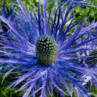 6x Kreuzdistel Eryngium 'Blue Star' blau - Winterhart - Pflanzeneigenschaften