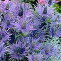6x Kreuzdistel Eryngium 'Blue Star' blau - Winterhart - Gartenpflanzen