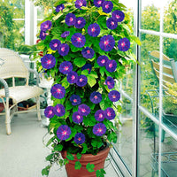 Kletterwinde Ipomoea purpurea lila - Blühende Gartenpflanzen