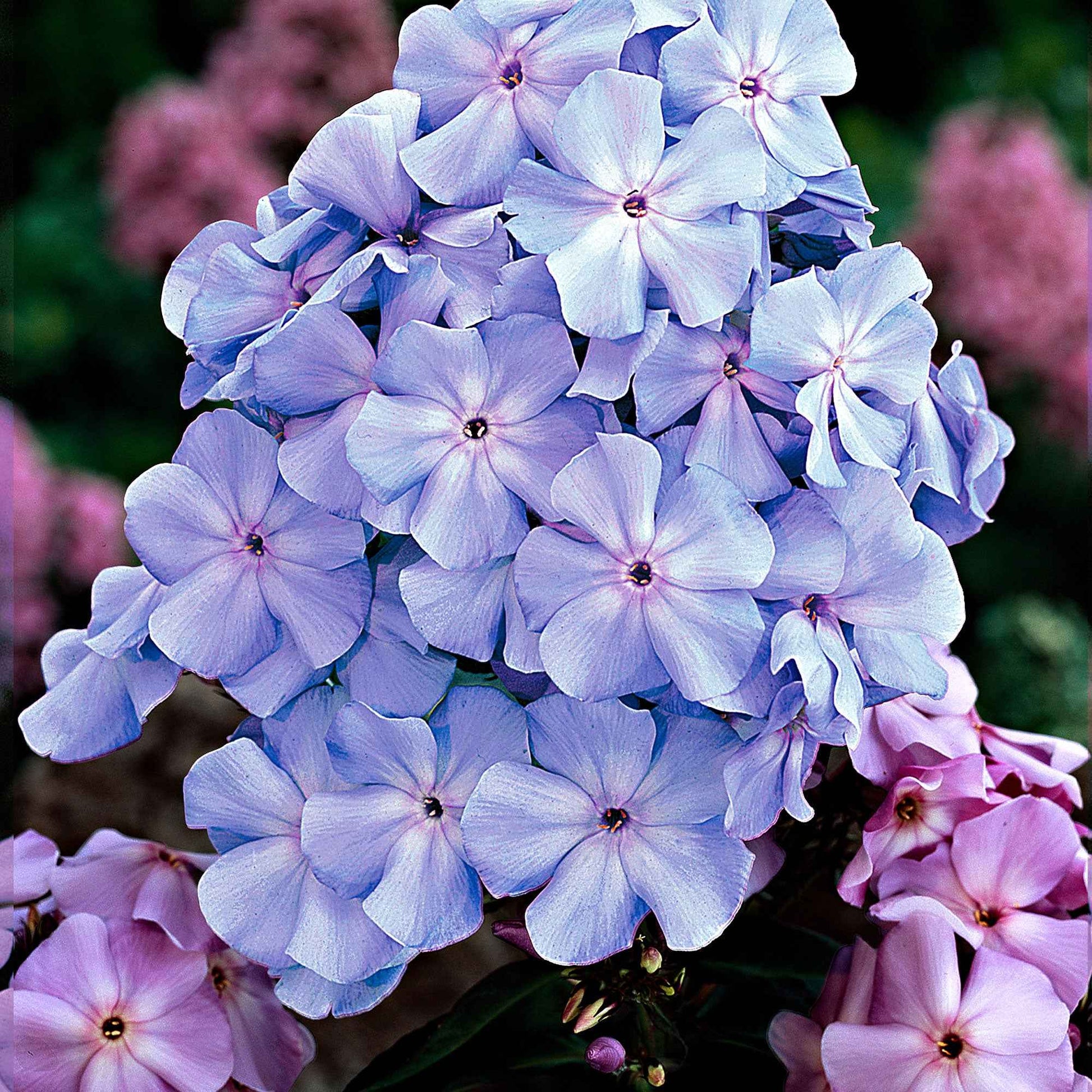 3x Flammenblume Phlox 'Lilac Tima' lila - Wurzelnackte Pflanzen - Winterhart - Alle Gartenstauden