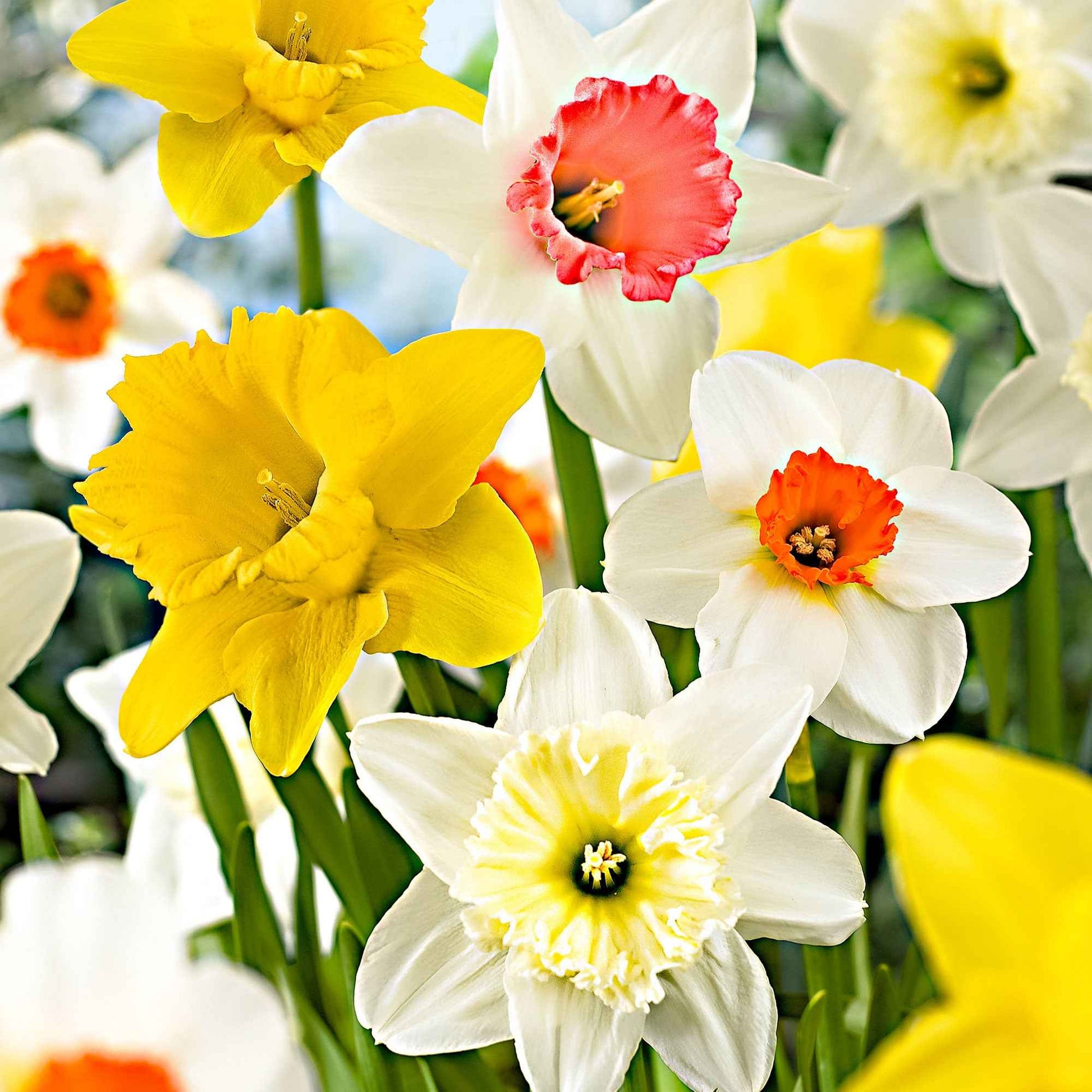 100x Narzissen gemischt XL Paket  'Big Colors' - Winterhart - Alle beliebten Blumenzwiebeln