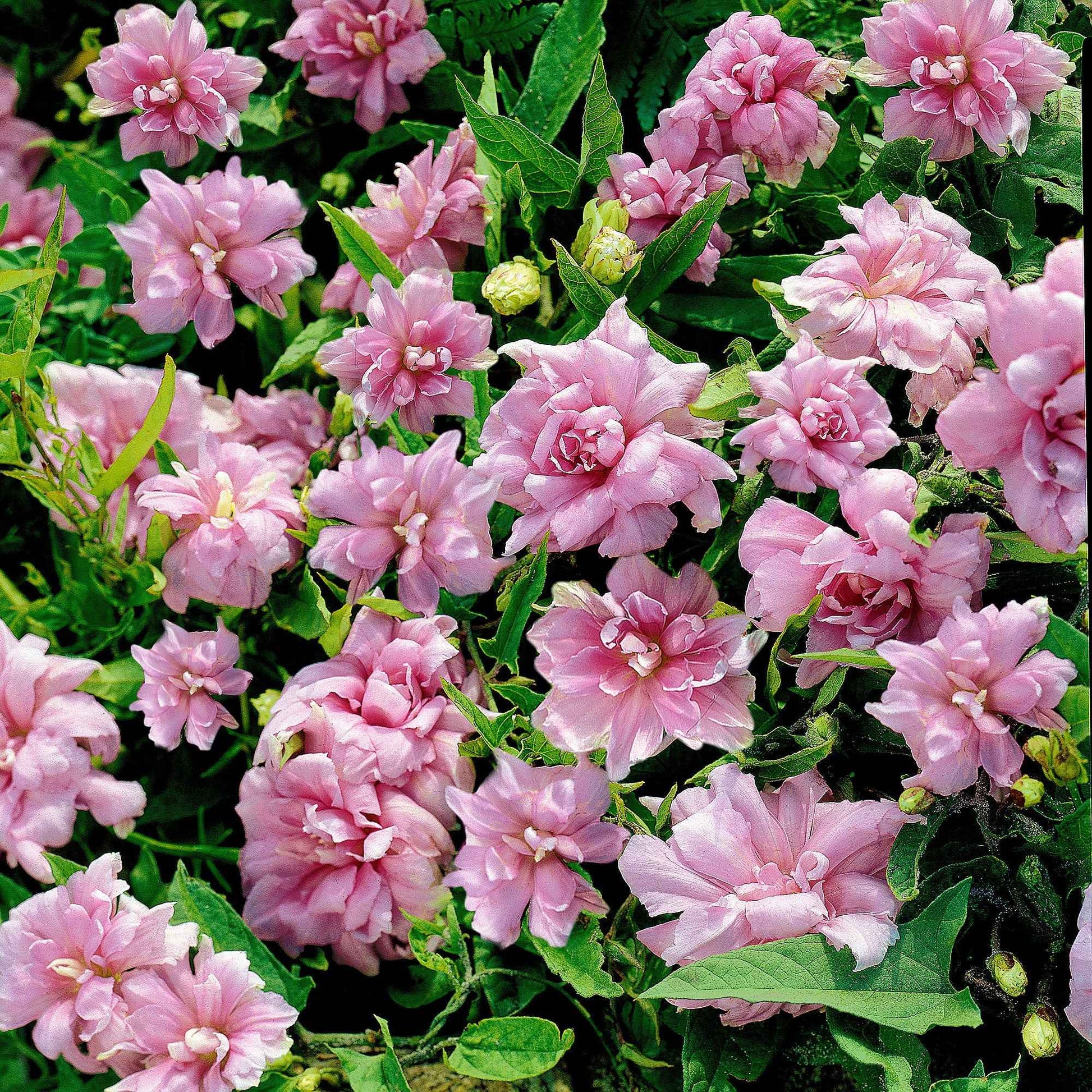 5x Zaunwinde  Calystegia  'Flore Pleno' rosa   - Wurzelnackte Pflanzen - Winterhart - Alle Gartenstauden