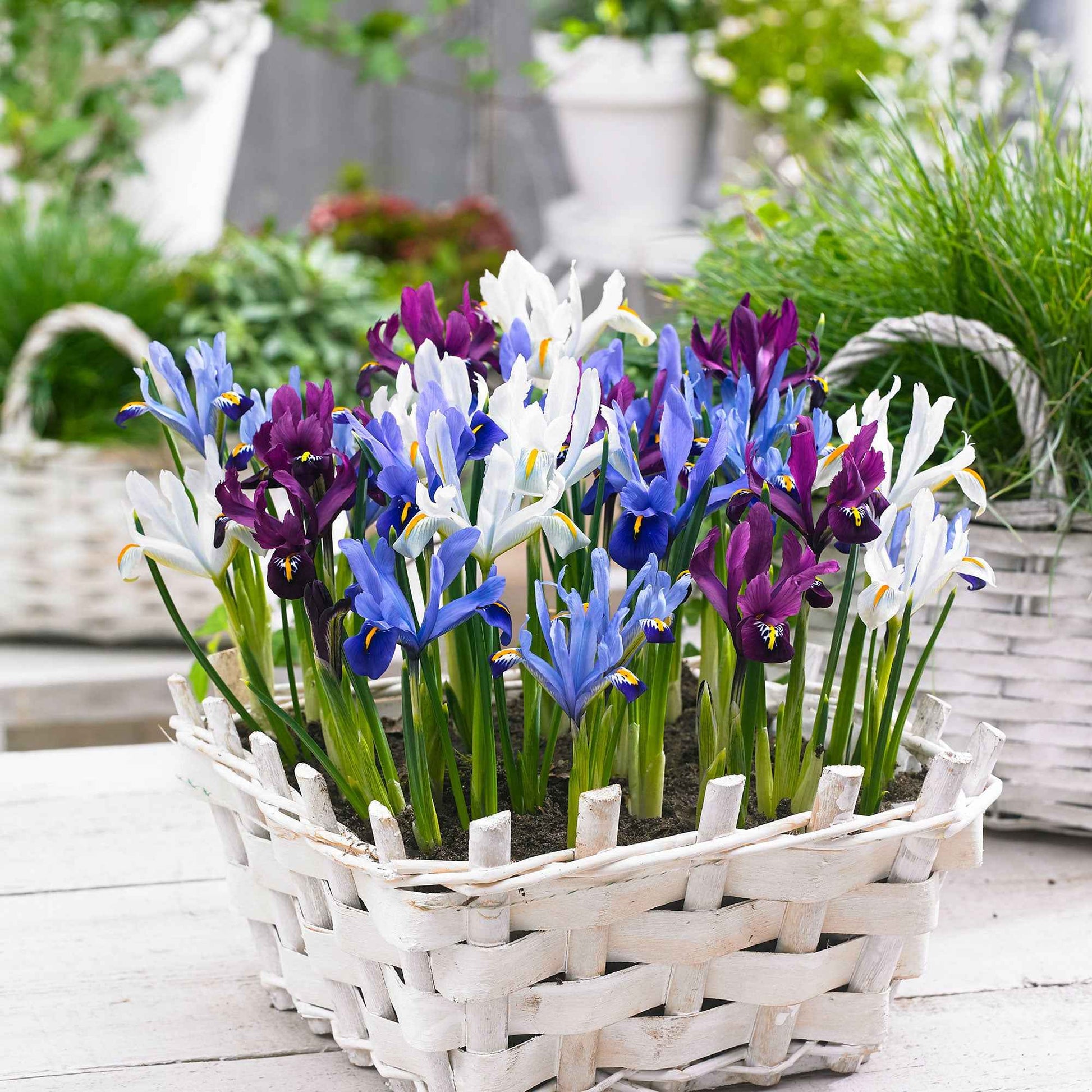 25x Holländische Iris - Mischung 'Sunshine' blau-lila-weiβ - Bienen- und schmetterlingsfreundliche Pflanzen