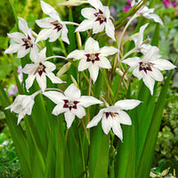 25x Gladiole Acidanthera murielae weiβ - Alle beliebten Blumenzwiebeln