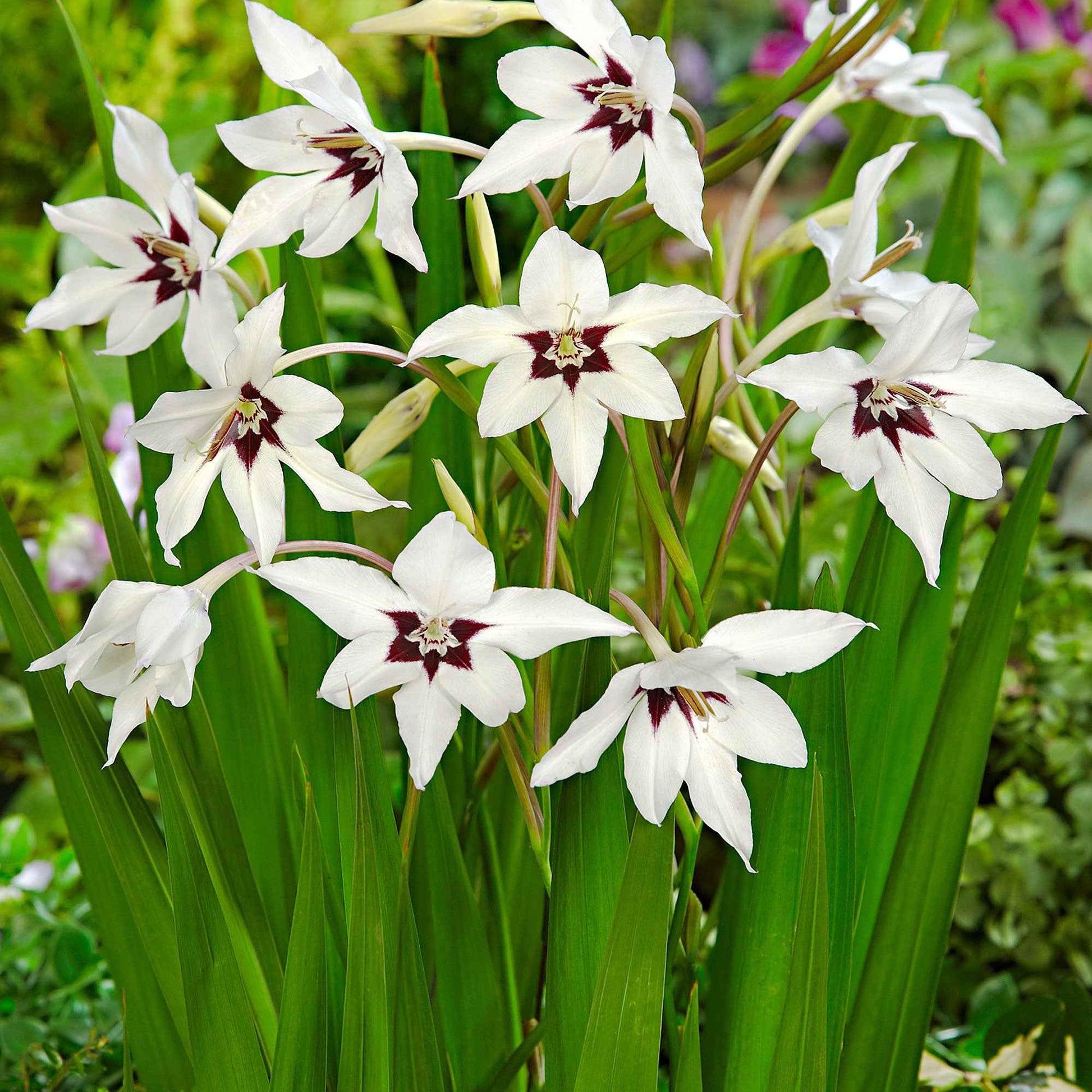 25x Gladiole Acidanthera murielae weiβ - Alle beliebten Blumenzwiebeln