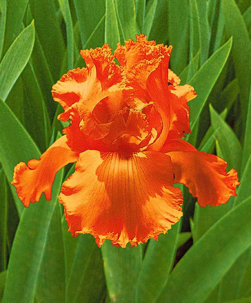 3x Bartiris 'Glazed Orange' orange - Wurzelnackte Pflanzen - Winterhart - Alle Gartenstauden