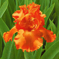 3x Bartiris 'Glazed Orange' orange - Wurzelnackte Pflanzen - Winterhart - Blühende Gartenpflanzen