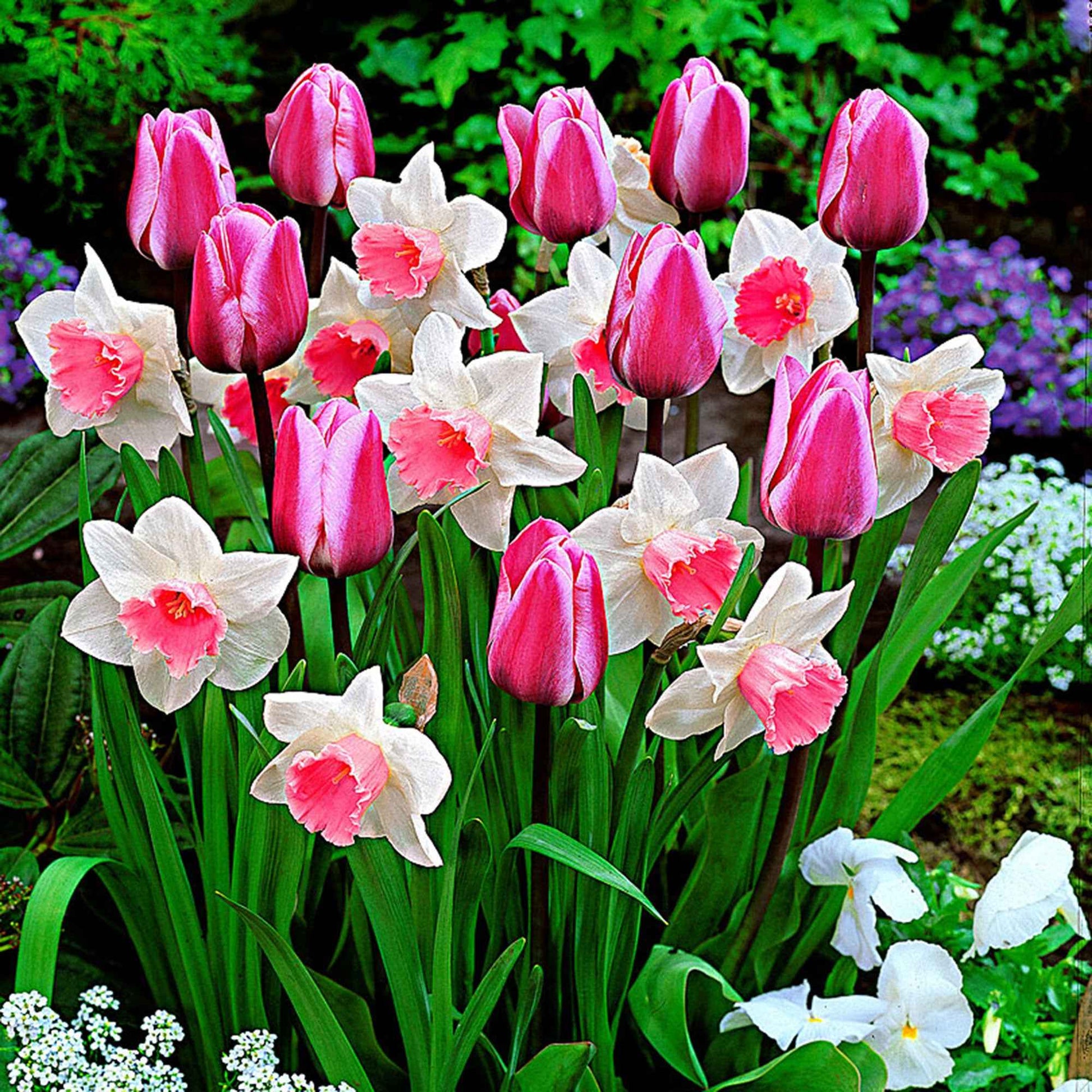 25x Tulpenmischung 'Perfect Harmony', weiß-rosa - Blumenzwiebel-Beetpakete