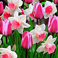 25x Tulpenmischung 'Perfect Harmony', weiß-rosa - Blumenzwiebelmischung