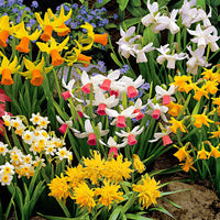 50x Mini-Narzissen Narcissus - Mischung 'The Miniatures' gelb - Winterhart - Alle beliebten Blumenzwiebeln