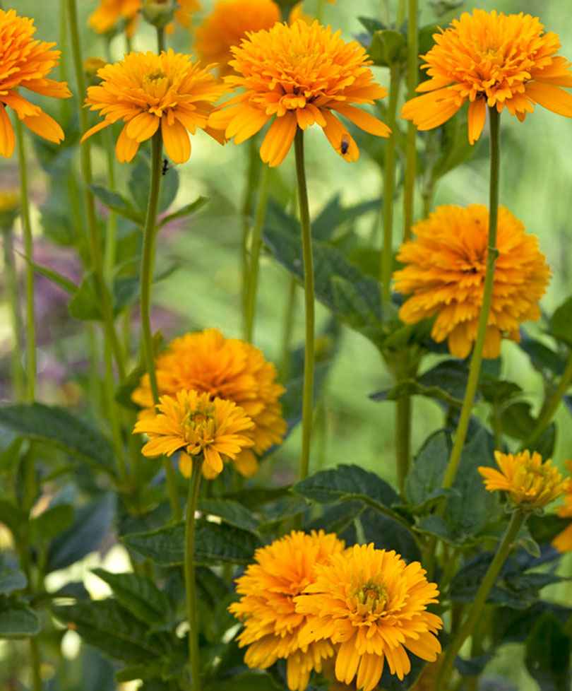 3x Sonnenauge 'Burning Hearts' orange-gelb - Wurzelnackte Pflanzen - Winterhart - Gartenpflanzen