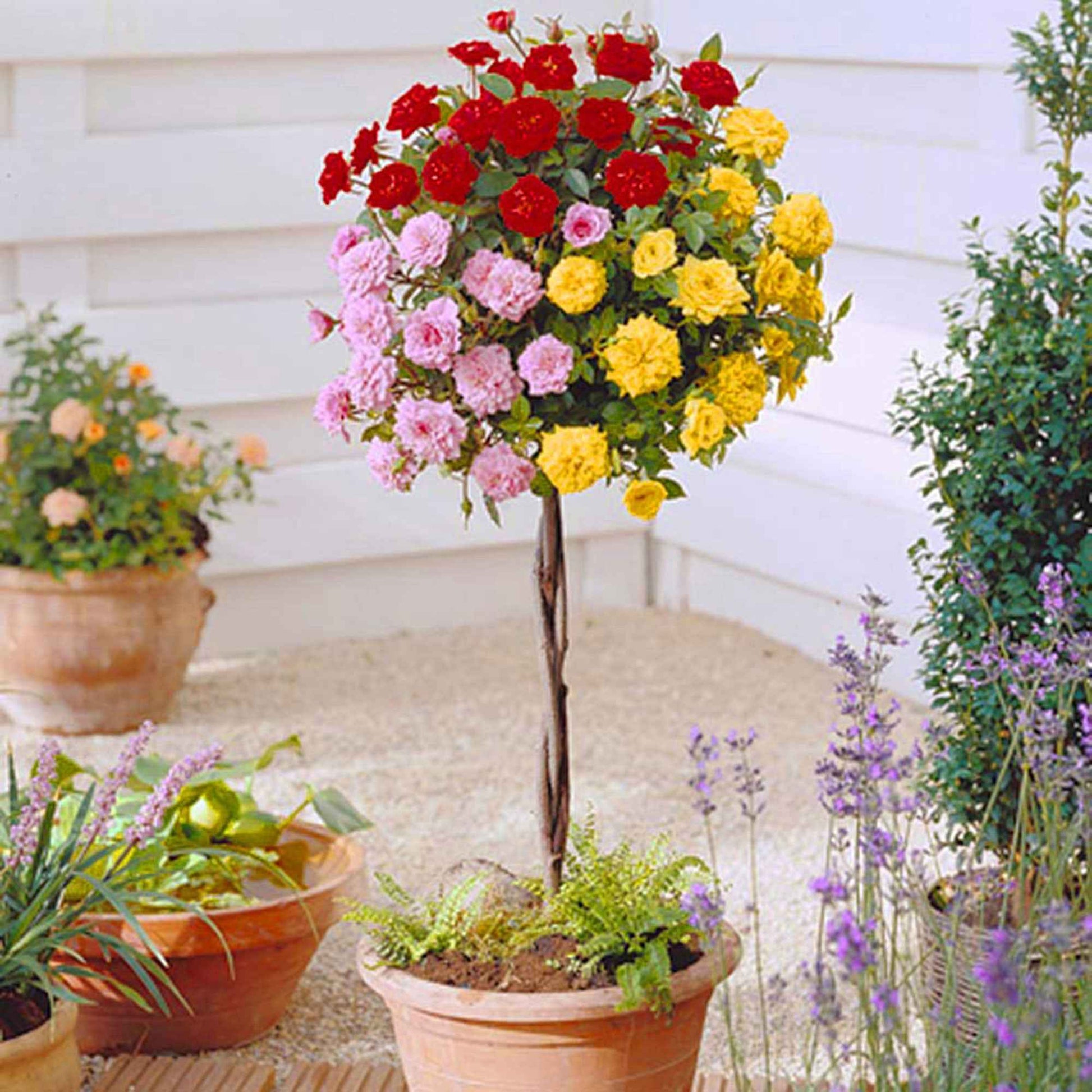 Stammrose Rosa 'Tricolor' rot-rosa-gelb - Winterhart  - Wurzelnackte Pflanzen - Gartenpflanzen