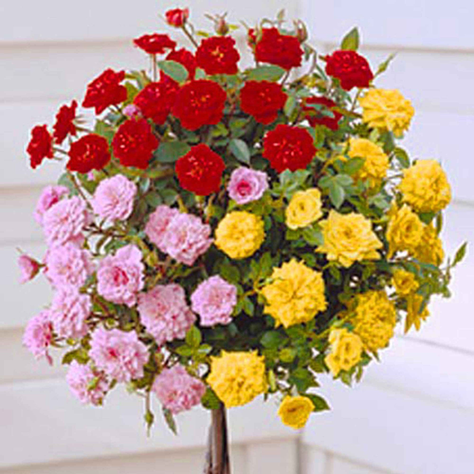 Stammrose Rosa 'Tricolor' rot-rosa-gelb - Winterhart  - Wurzelnackte Pflanzen - Pflanzensorten