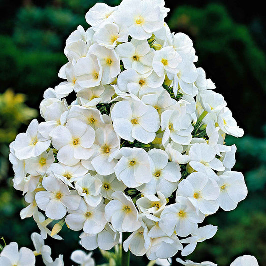 3x Flammenblume Phlox 'White Admiral' weiβ - Wurzelnackte Pflanzen - Winterhart - Alle Gartenstauden
