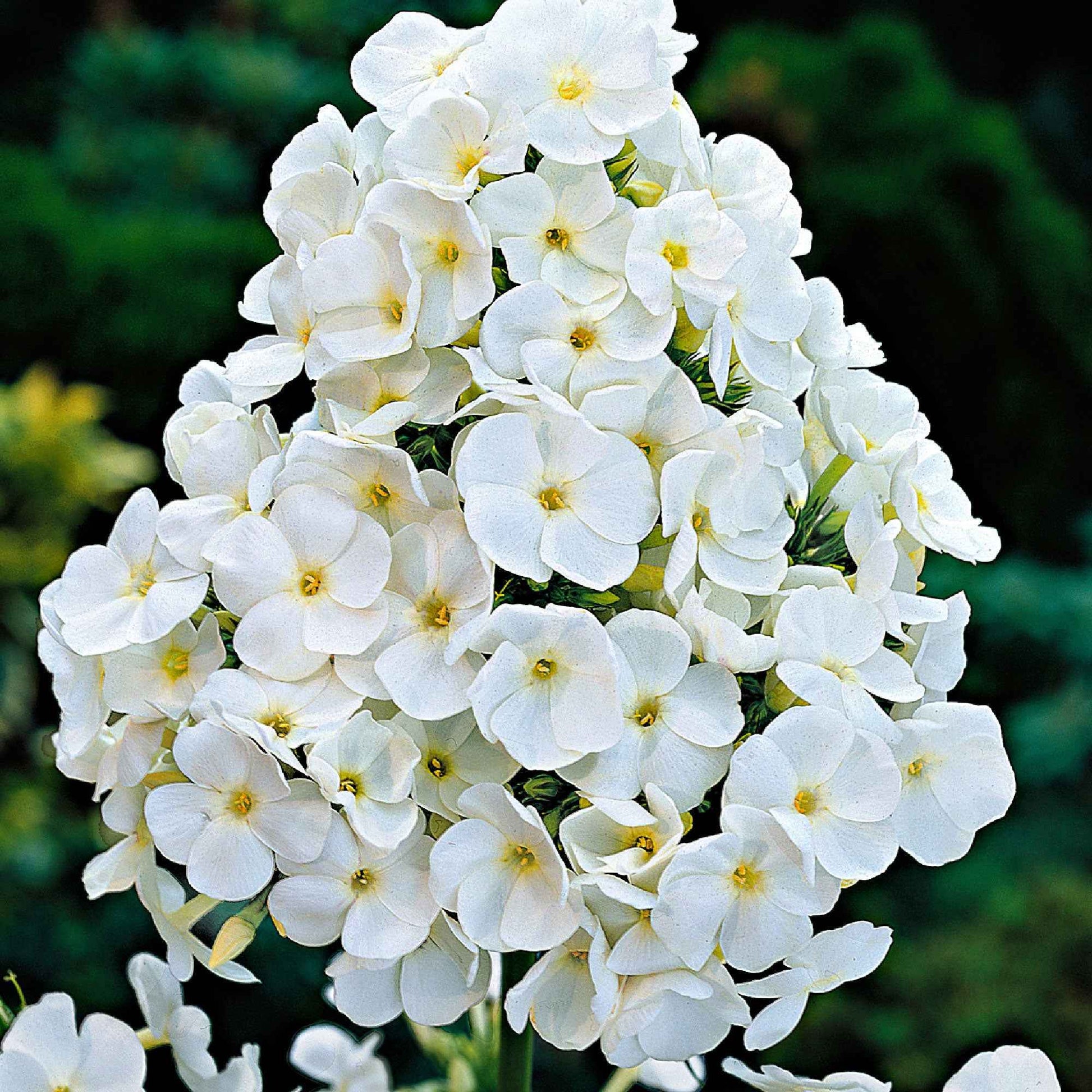 3x Flammenblume Phlox 'White Admiral' weiβ - Wurzelnackte Pflanzen - Winterhart - Bienen- und schmetterlingsfreundliche Pflanzen