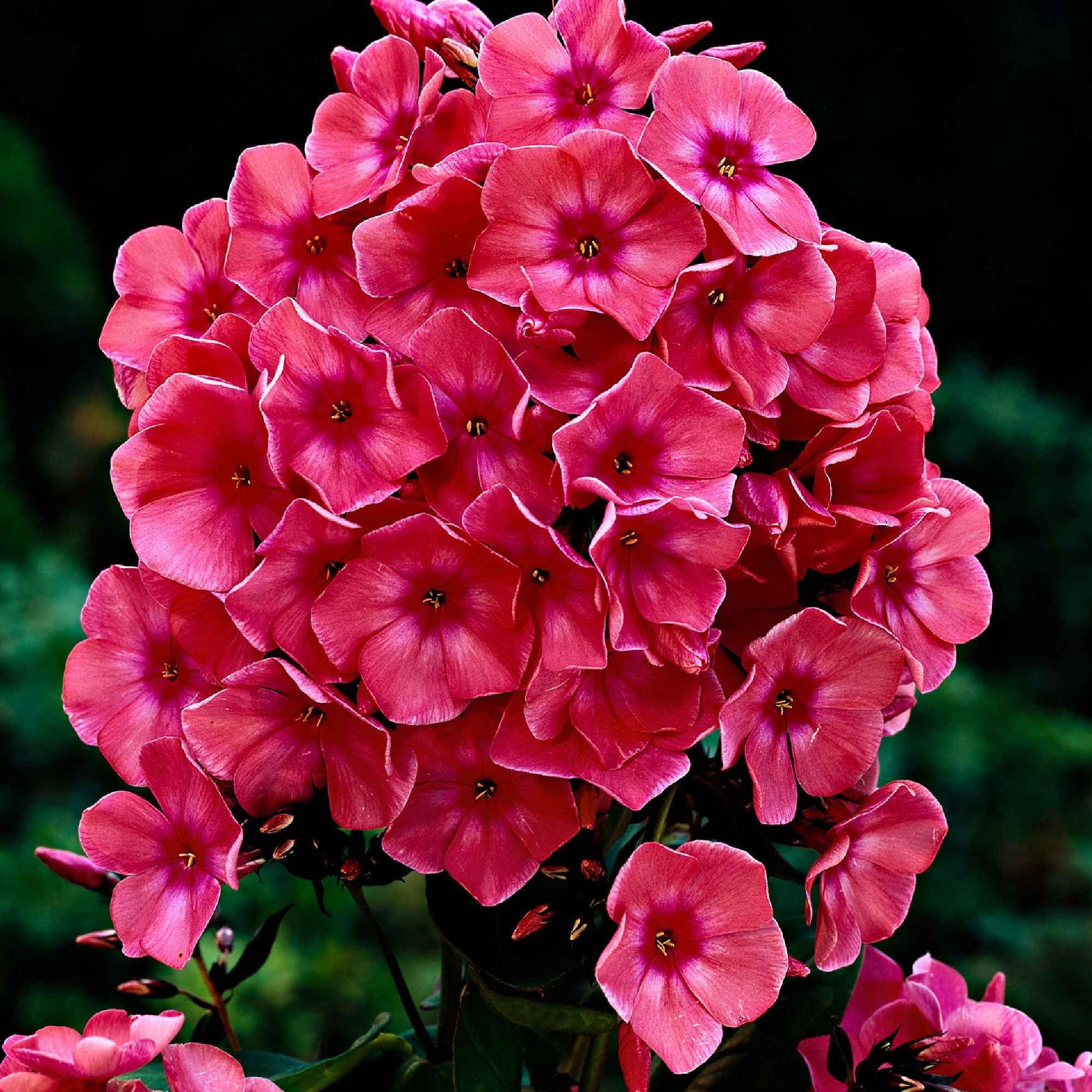 3x Flammenblume Phlox 'Windsor' rosa - Wurzelnackte Pflanzen - Winterhart - Alle Gartenstauden