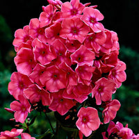 3x Flammenblume Phlox 'Windsor' rosa - Wurzelnackte Pflanzen - Winterhart - Pflanzeneigenschaften