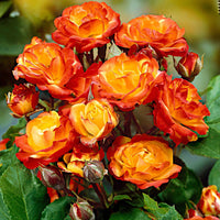 Stammrose  Rosa 'Cuba Dance' orange-gelb-rot - Wurzelnackte Pflanzen - Winterhart - Pflanzensorten