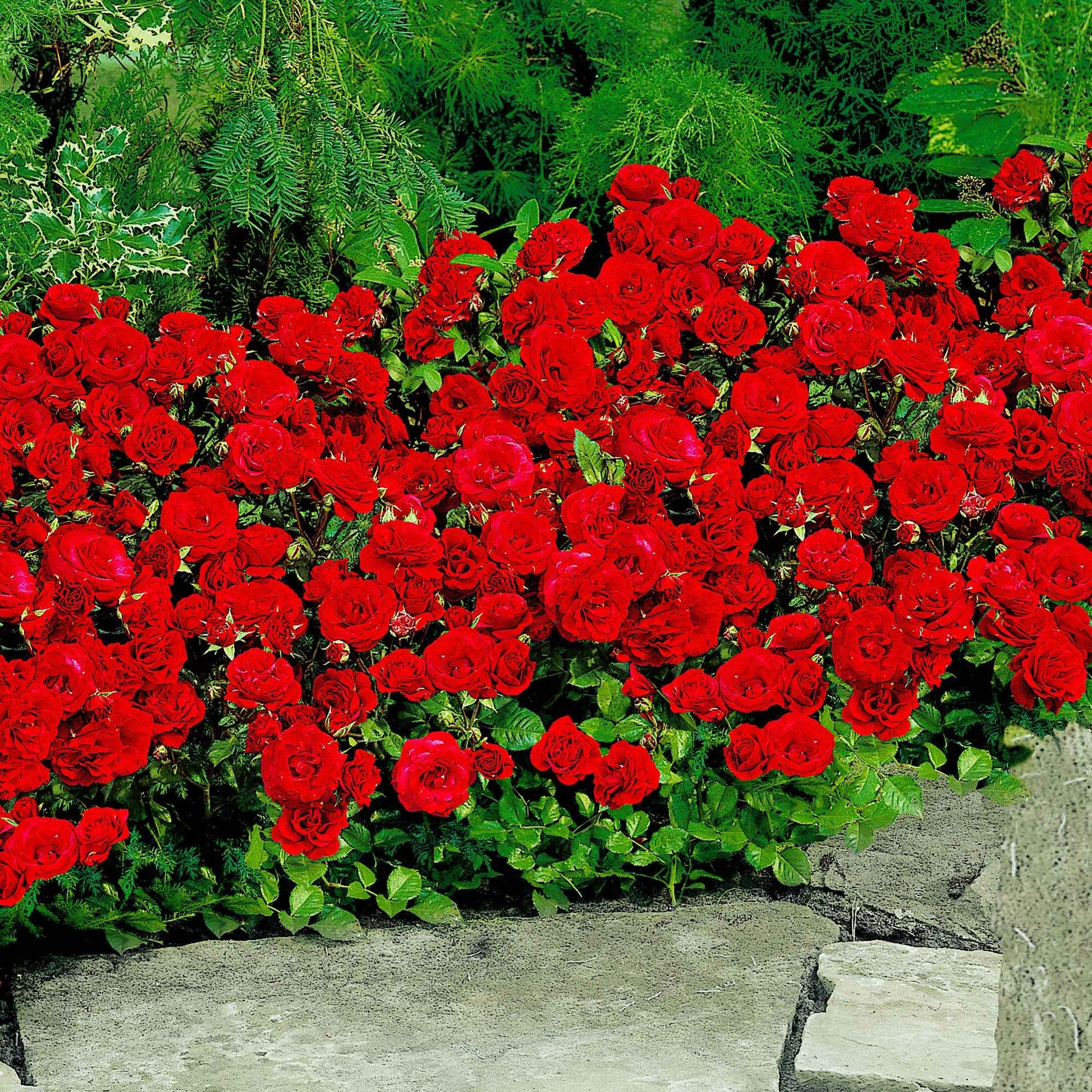 Büschelrose Rosa 'Stromboli' rot - Wurzelnackte Pflanzen - Winterhart - Heckenrosen