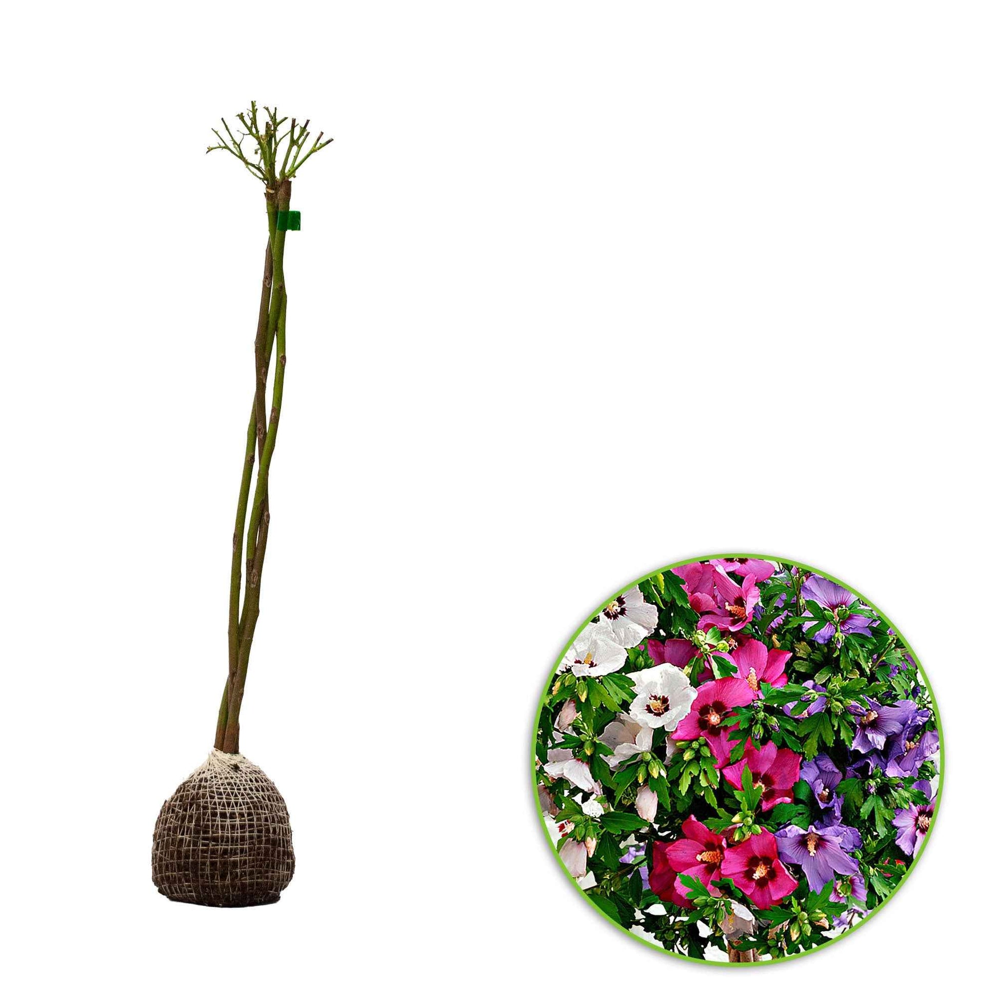 Roseneibisch Hibiscus 'Hardy Hibiscus' + 'Rose of Sharon' + 'Rose Mallow' weiβ-rosa-lila - Winterhart - Gartenpflanzen