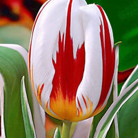 16x Tulpen Tulipa 'Happy Generation' rot-weiβ - Alle Blumenzwiebeln
