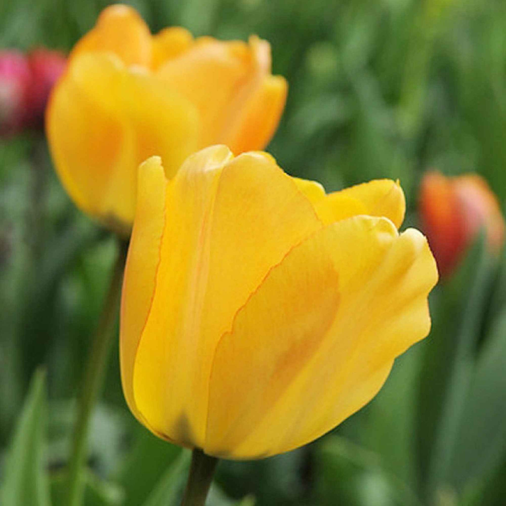 15x Tulpen - Alle beliebten Blumenzwiebeln