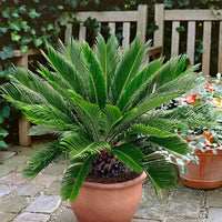 Palmfarne Cycas revoluta - Gartenpflanzen