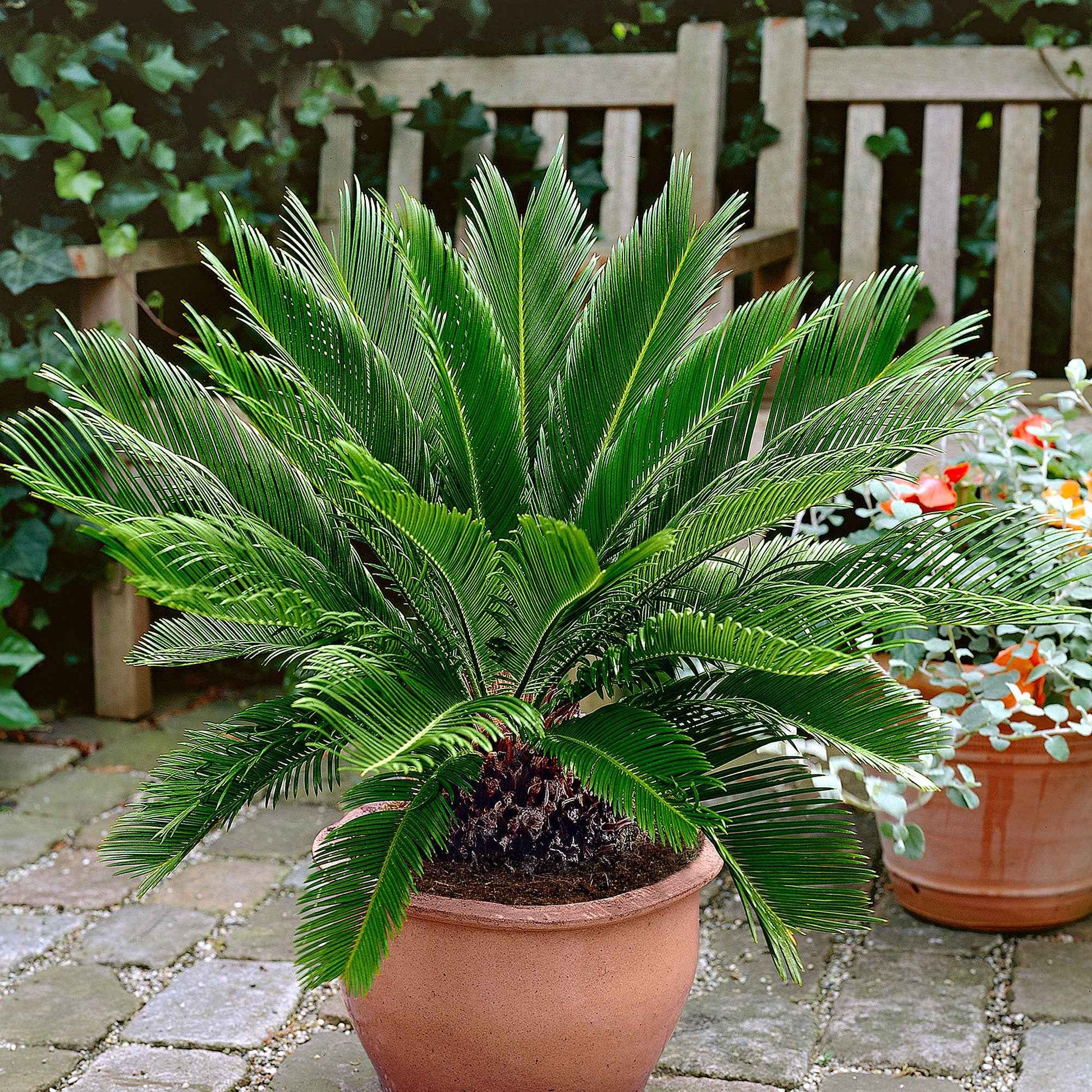 Palmfarne Cycas revoluta - Mediterrane Pflanzen