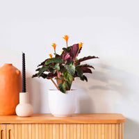 Calathea crocata - Blühende Zimmerpflanzen