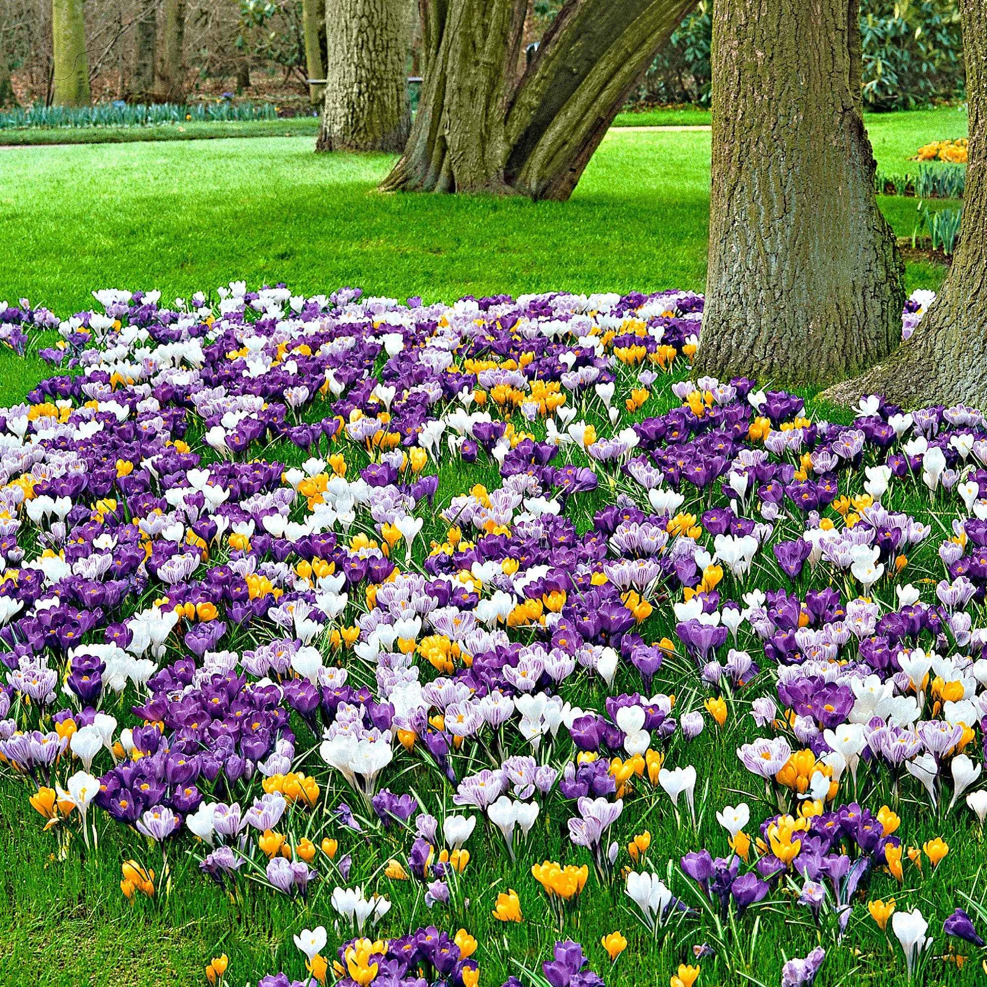 25x Großblütler Krokus Crocus grandiflorus - Mischung 'Sensation' - Beliebte Blumenzwiebeln