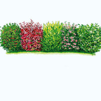 6x Immergrüne Sichtschutzhecke - Mix - Winterhart - Gartenpflanzen