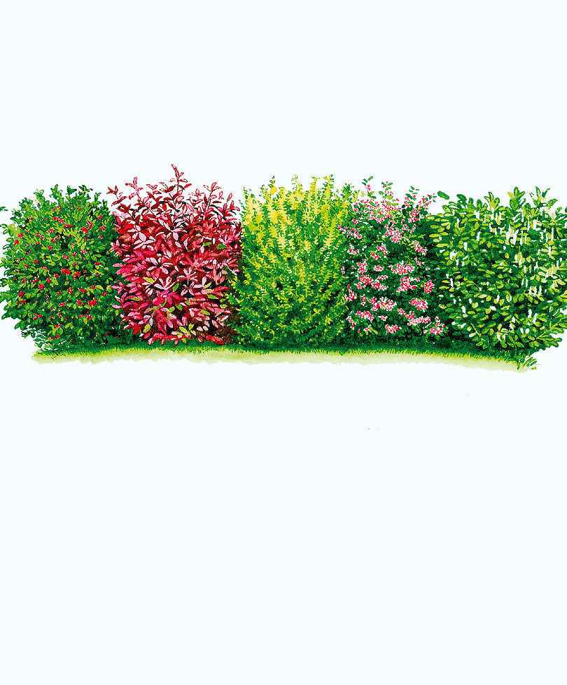 6x Immergrüne Sichtschutzhecke - Mix - Winterhart - Gartenpflanzen