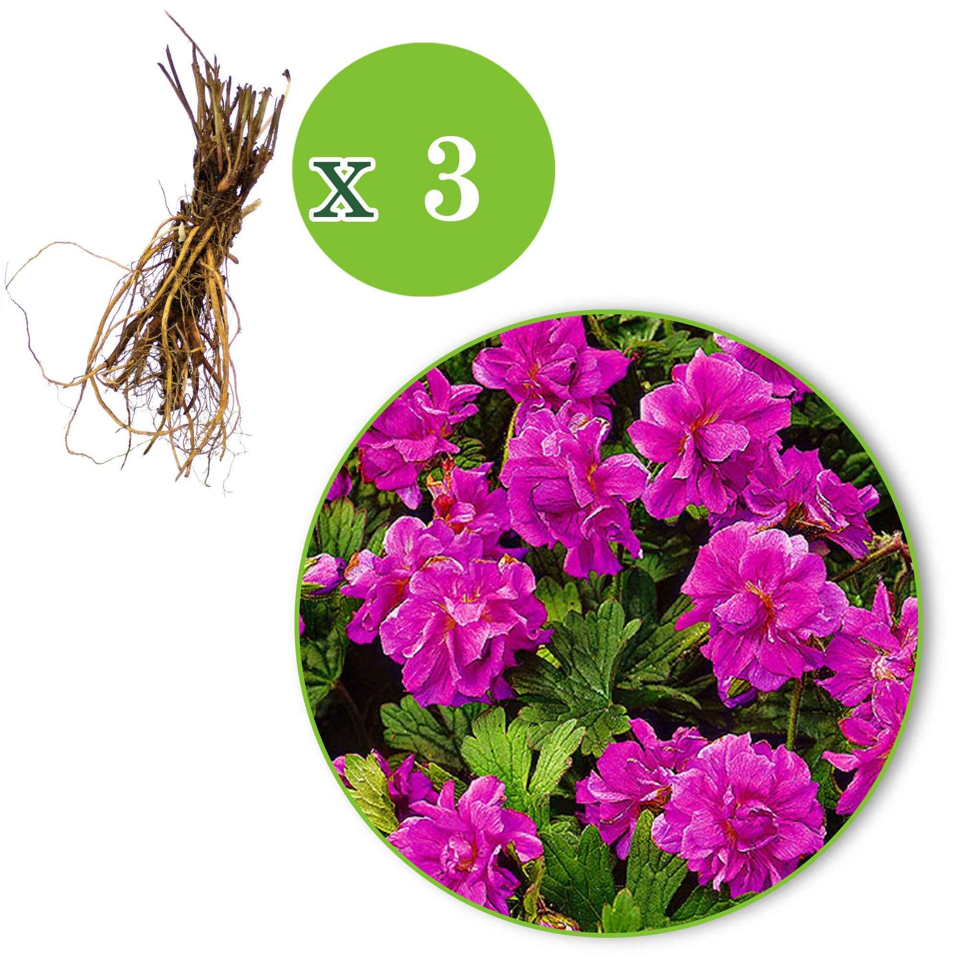 3 Storchschnabel Geranium ‘Birch Double’ Rosa  - Wurzelnackte Pflanzen - Winterhart - Bienen- und schmetterlingsfreundliche Pflanzen