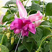 3x Doppelblütler Fuchsia  'Bella Rosella' Weiß-Rosa inkl. Dekotopf - Blühende Gartenpflanzen