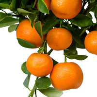 Calamondinbaum Citrus mitis 'Calamondin' Orange - Bäume und Hecken