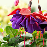 3x Doppelblütler Fuchsia 'Voodoo' rosa-lila - Balkonpflanzen